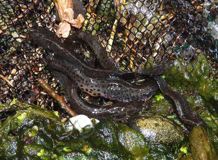 Triturus alpestris apuanus sulla Collina Torinese